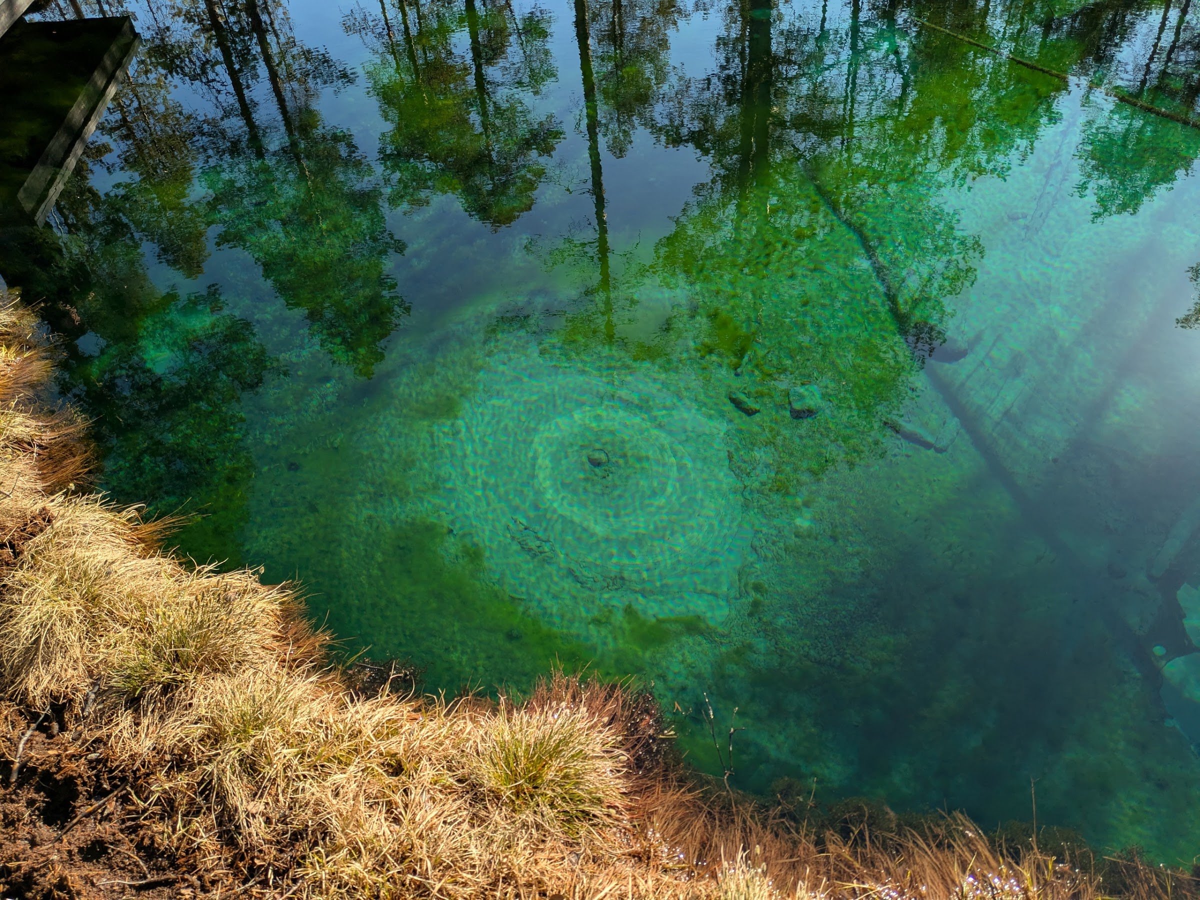 Frog Spring in the Wetlands (Grodkällan / Tsuobbuoaja-on Sleng)